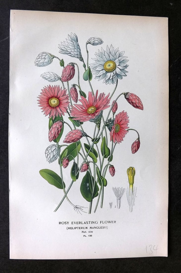 Step, Edward 1897 Botanical Print. Rosy Everlasting Flower 135 (1 of 1)