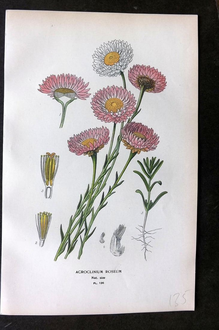 Step, Edward 1897 Botanical Print. Acroclinium Roseum 136: Chromolithographs Published 1896-97 by Frederick Warne & Co., London for "Favourite Flowers of Garden and Greenhouse" by Edward Step and William Watson. Paper Size: 9.5 x 6 inch (24 x 15cm) Good Condi