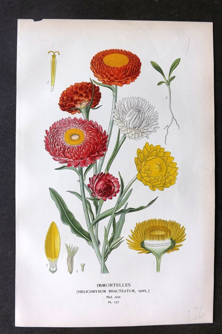 Step, Edward 1897 Botanical Print. Immortelles 137 (1 of 1)