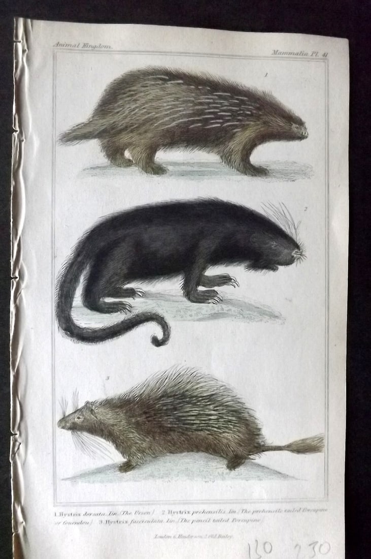 Cuvier, Baron 1837 Hand Col Print. Urson & Porcupine: Hand Colored Etching/Engraving Published 1834-37, London for "The Animal Kingdom" by the Baron Georges Cuvier. Paper Size: 8 x 5 inch (21 x 13cm) Good Condition