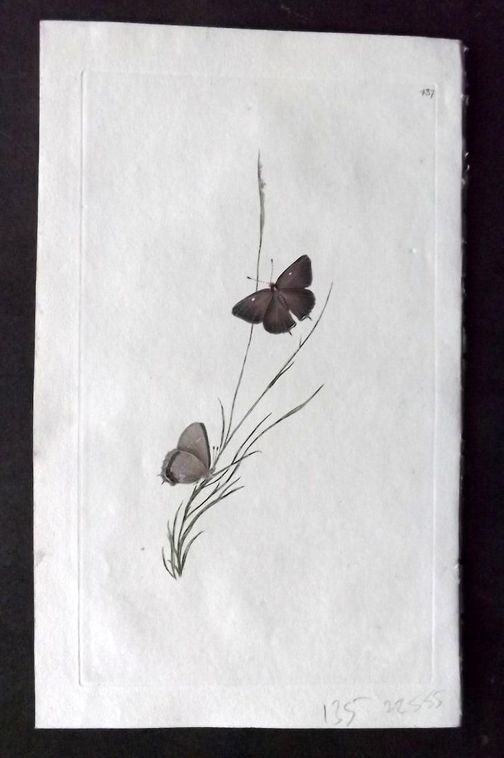 Donovan British Insects 1808 Hand Col Print. Black Hair-Streak Butterfly 437 (1 of 1)