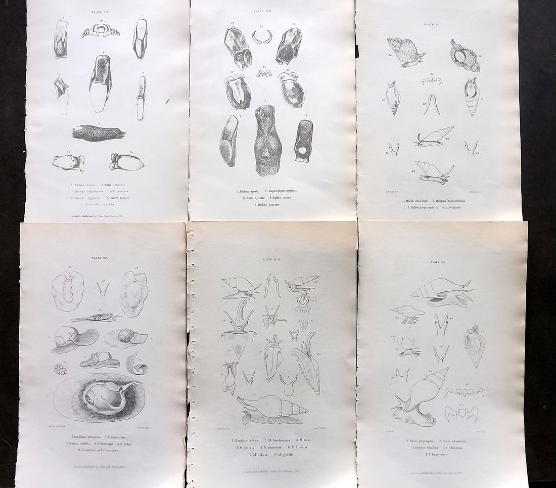 Forbes, Edward 1853 Lot of 6 Shell/Sea Life Prints: Lithographs/Etchings Published 1848-53, London for "A History of British Mollusca, and their Shells" by Edward Forbes. Paper Size: 9.5 x 6 inch (24 x 15cm) Good Condition