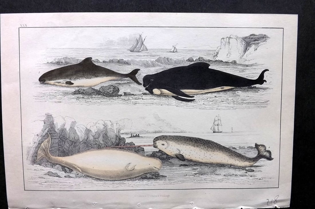 Goldsmith, Oliver C1850 Hand Col Print. Common Porpoise, White Whale, Narwhal 30 (1 of 1)
