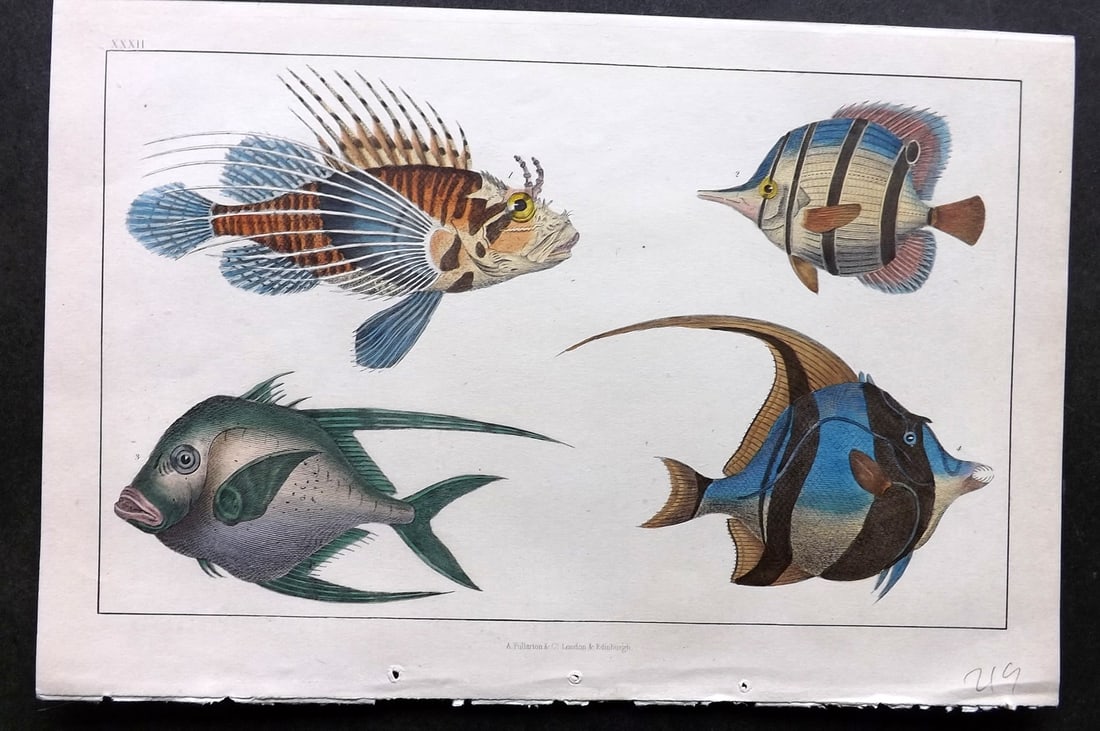 Goldsmith, Oliver C1850 Hand Col Print. Scorpena, Chaetodon Fish 32 (1 of 1)