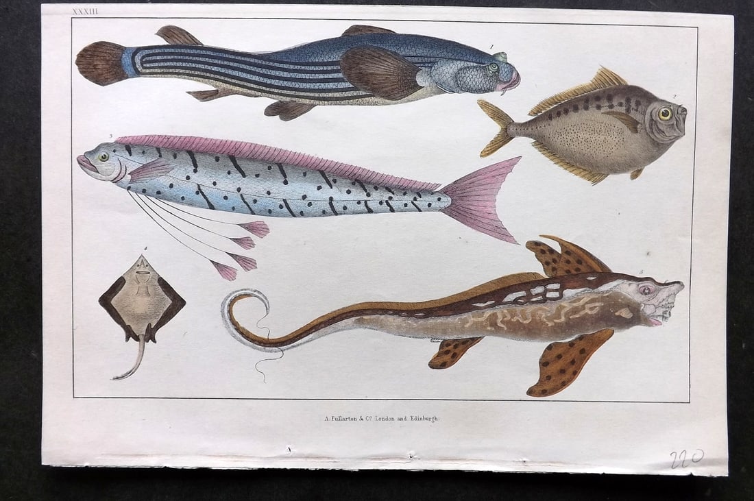 Goldsmith, Oliver C1850 Hand Col Print. Anableps, Raia. Zeus Fish 33 (1 of 1)