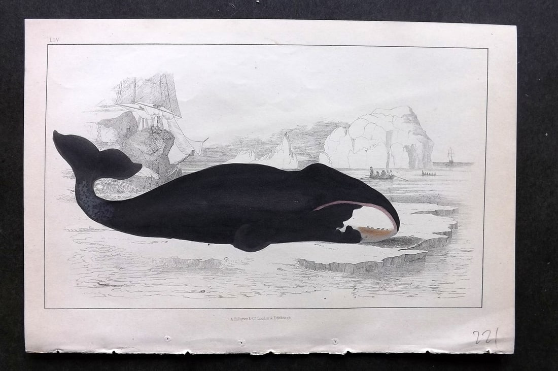 Goldsmith, Oliver C1850 Hand Col Print. The True Whale 54 (1 of 1)