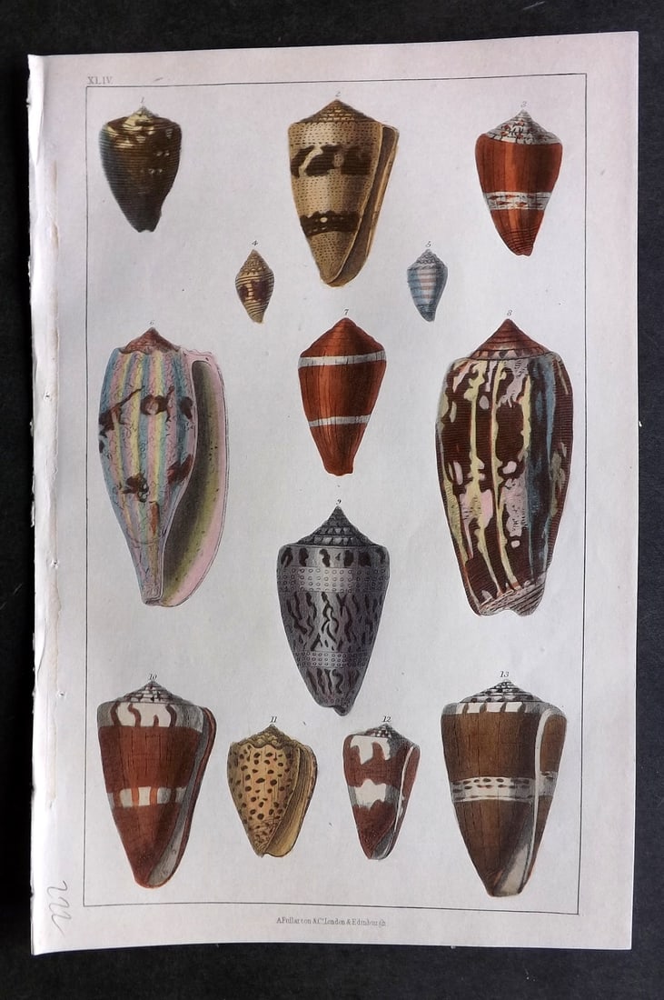 Goldsmith, Oliver C1850 Hand Col Print. Cone Shells 44 (1 of 1)