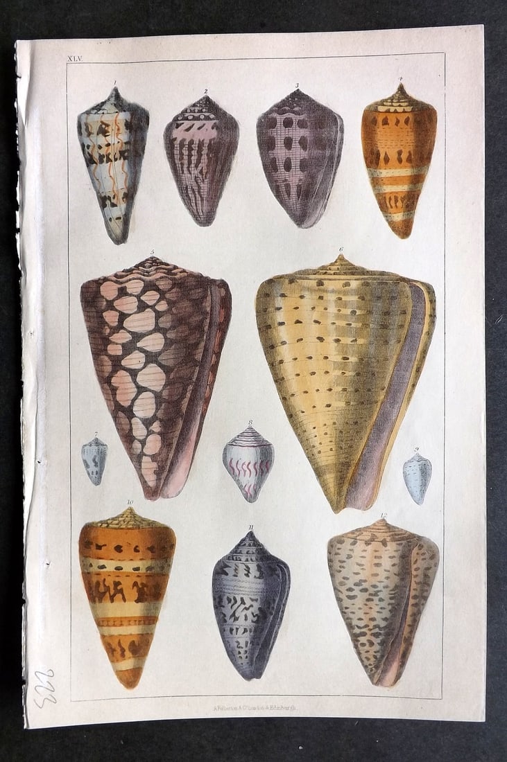 Goldsmith, Oliver C1850 Hand Col Print. Cone Shells 45 (1 of 1)