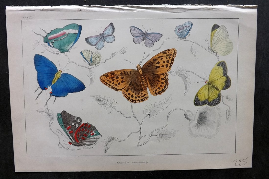 Goldsmith, Oliver C1850 Hand Col Print. Royal, Azure Butterflies 39 (1 of 1)