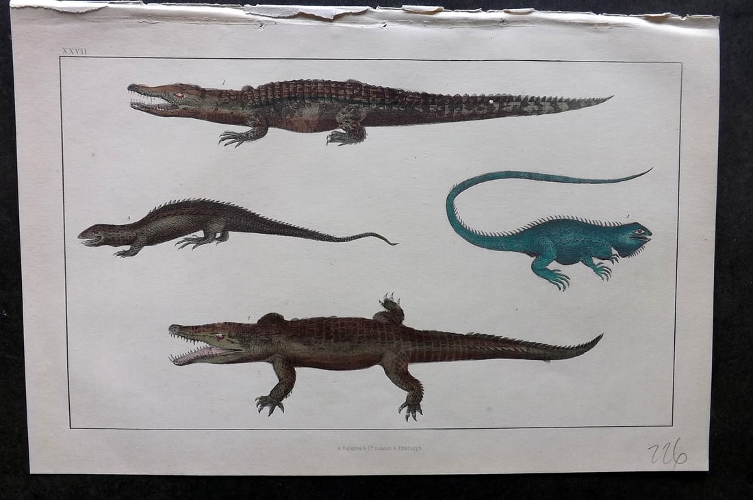 Goldsmith, Oliver C1850 Hand Col Print. Crocodile of the Nile, Dragon Lizard, Guana 27 (1 of 1)