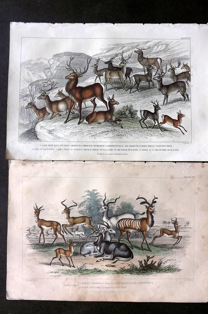 Goldsmith, Oliver 1864 Pair of Hand Col Prints. Deer & Antelopes (1 of 1)