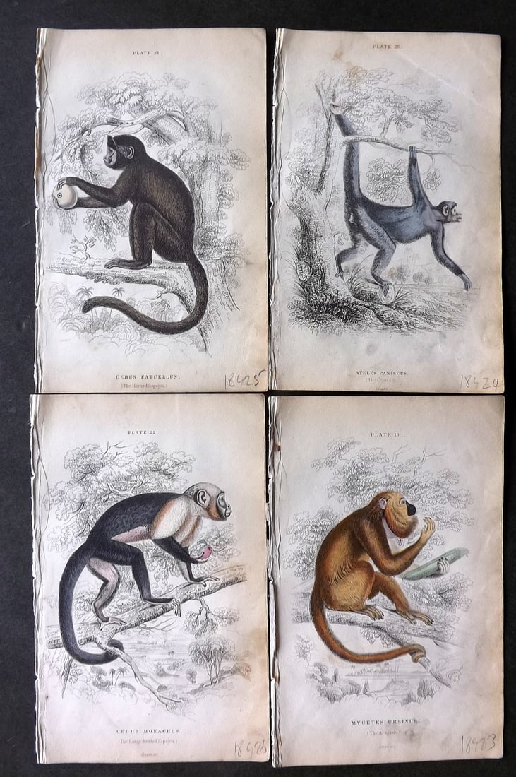 Jardine 1833 Lot of 4 Hand Col Monkey Prints (1 of 1)