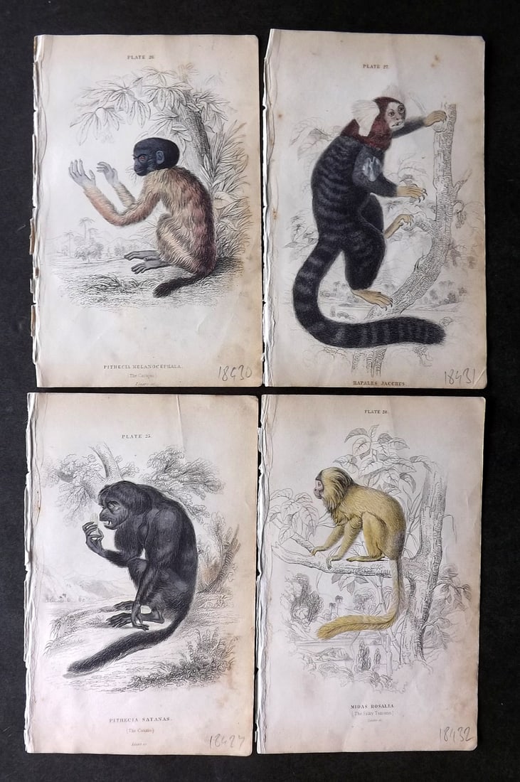 Jardine 1833 Lot of 4 Hand Col Monkey Prints (1 of 1)