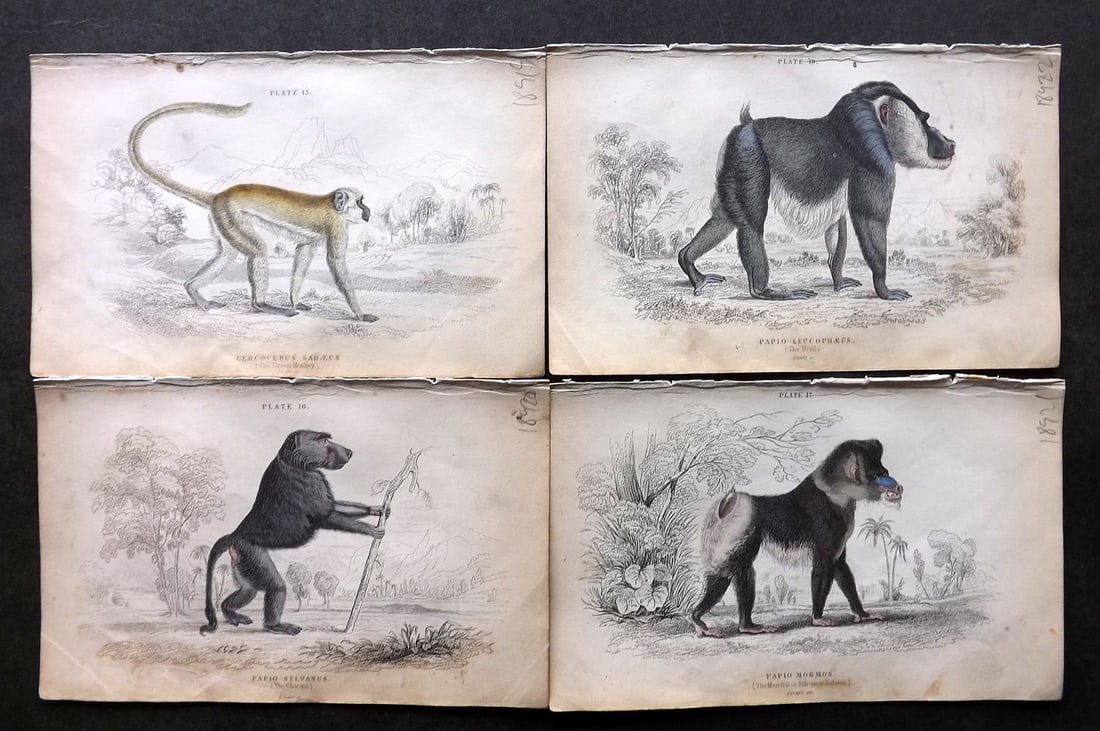 Jardine 1833 Lot of 4 Hand Col Monkey Prints (1 of 1)
