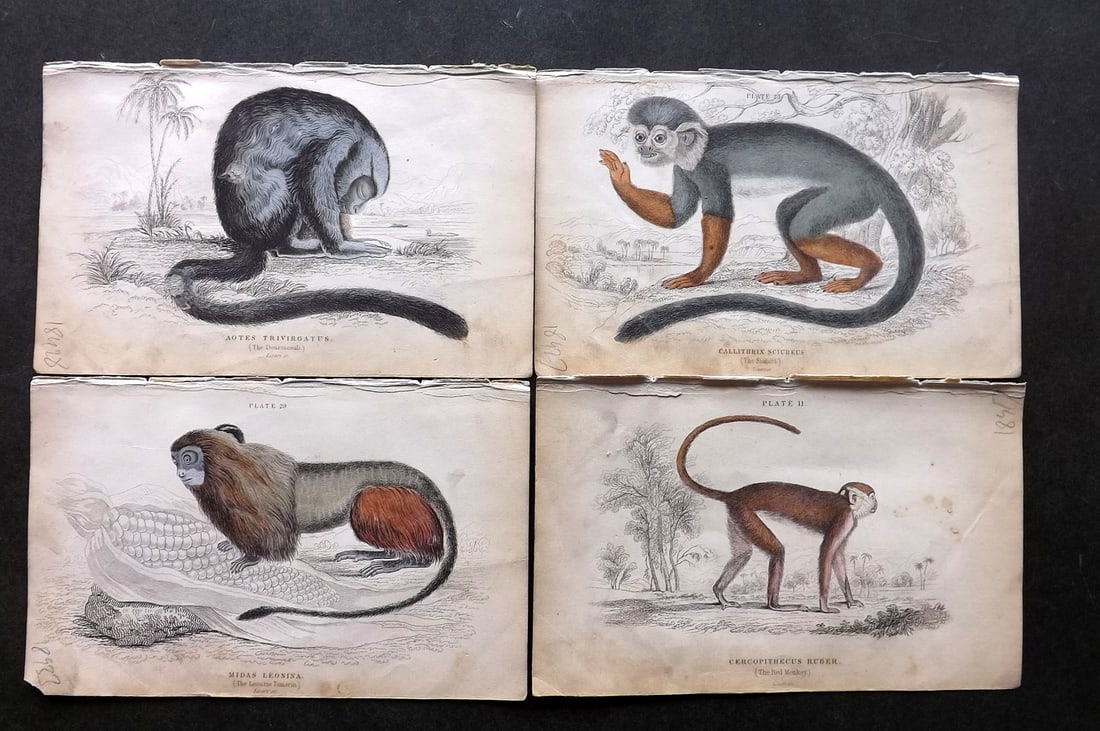 Jardine 1833 Lot of 4 Hand Col Monkey Prints (1 of 1)