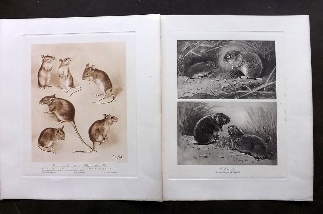 Millais & Thorburn 1904 Pair of Folio Prints. Wood Mice & Voles: Photogravures Published 1904, London for "The Mammals of Great Britain and Ireland" by John Guille Millais. Illustrated by Archibald Thorburn, George Lodge and the Author. Rare - Limited Edition of 10