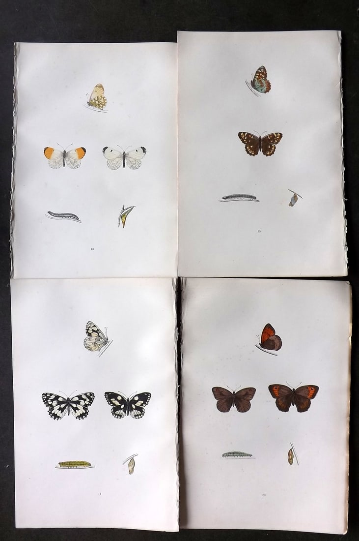 Morris, Francis 1893 Lot of 4 Hand Col Butterfly Prints (1 of 1)