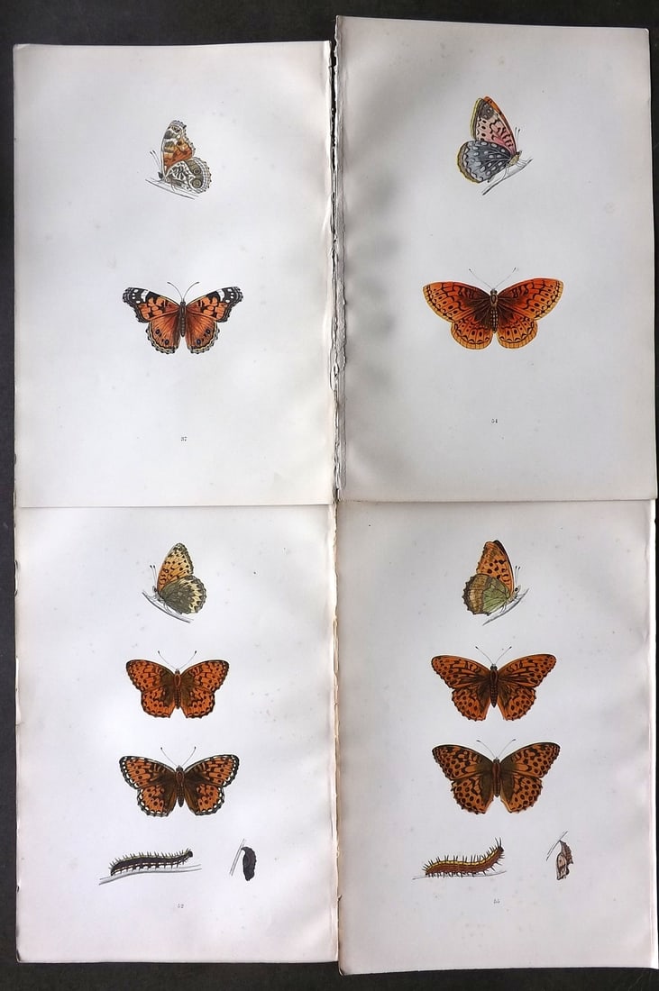 Morris, Francis 1893 Lot of 4 Hand Col Butterfly Prints (1 of 1)