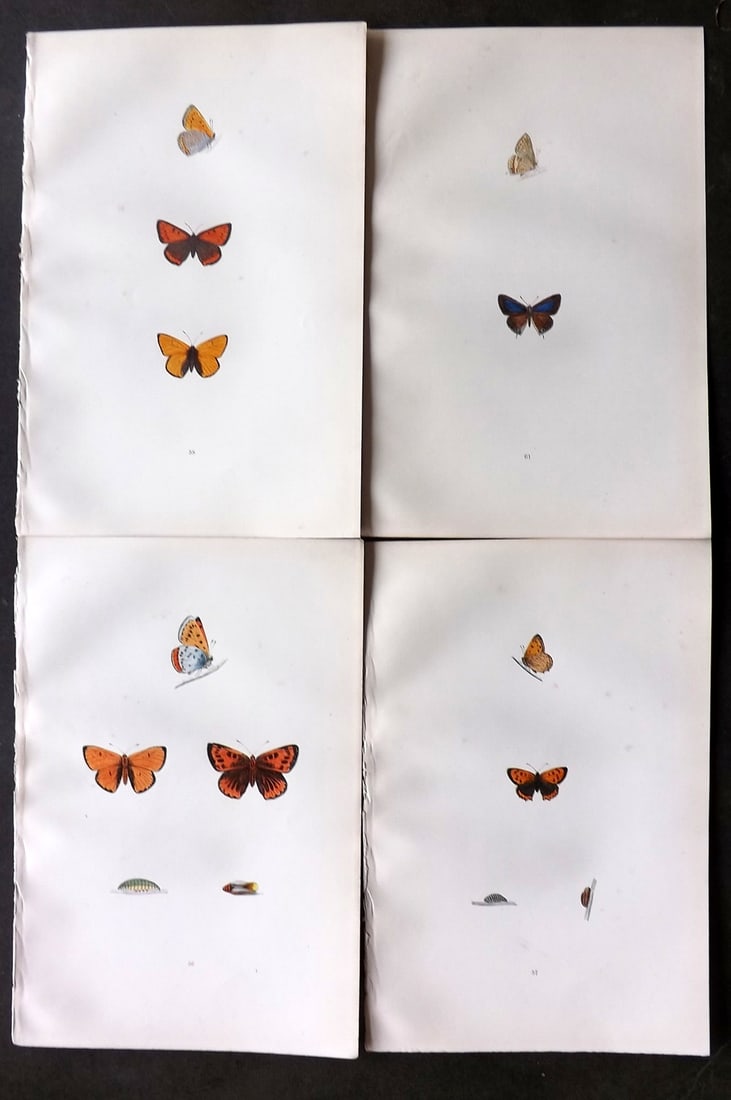 Morris, Francis 1893 Lot of 4 Hand Col Butterfly Prints (1 of 1)