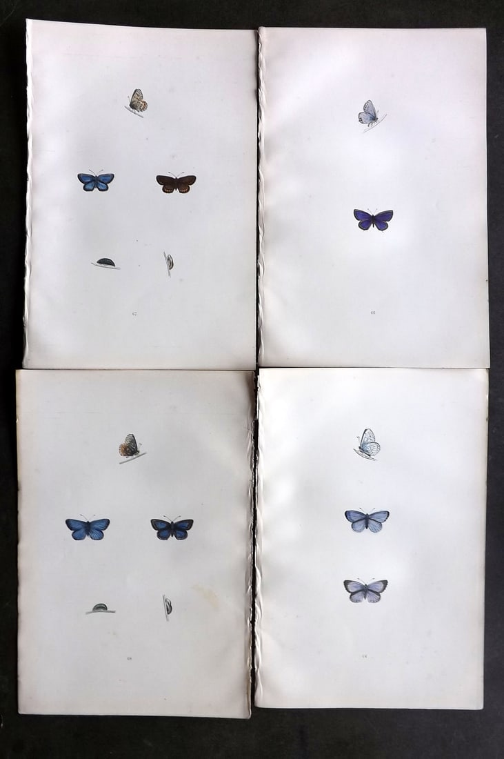 Morris, Francis 1893 Lot of 4 Hand Col Butterfly Prints (1 of 1)