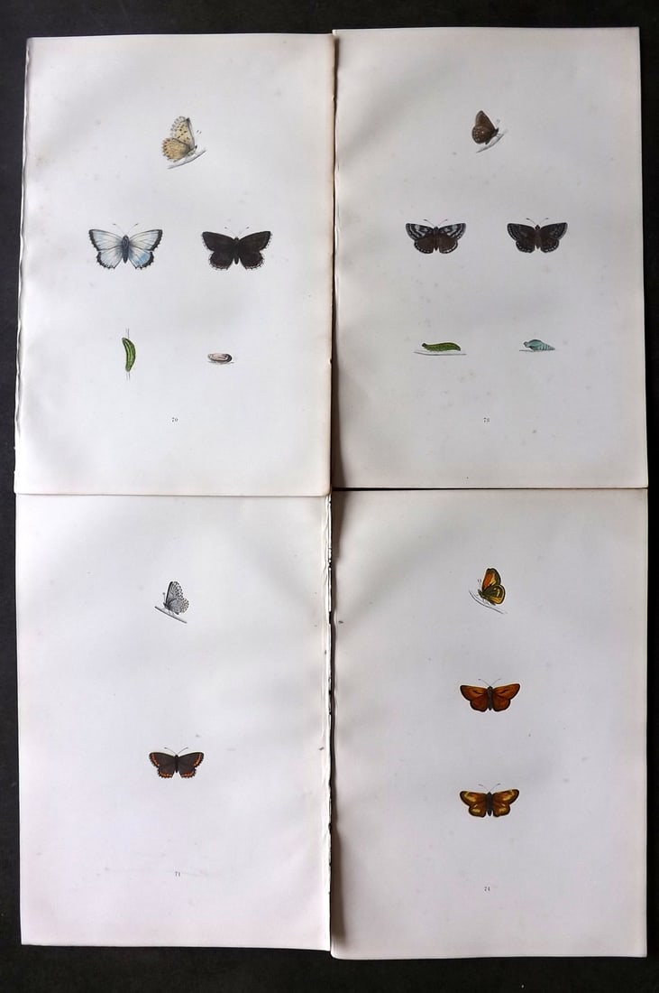 Morris, Francis 1893 Lot of 4 Hand Col Butterfly Prints (1 of 1)