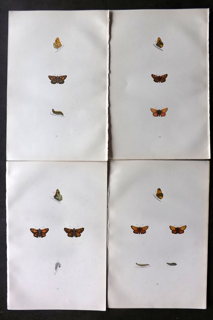 Morris, Francis 1893 Lot of 4 Hand Col Butterfly Prints (1 of 1)