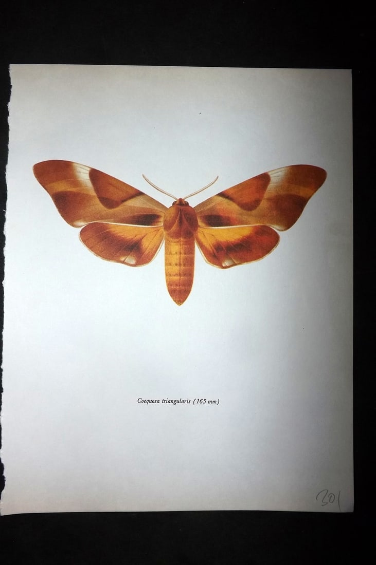 Prochazka, Frantisek 1966 Vintage Moth Print. Coequosa Triangularis: Vintage Offset Lithograph Published 1966, London for "Beautiful Moths" by J. Moucha. Illustrated by Frantisek Prochazka. Descriptive text to verso, but this relates to the adjacent plate. On nice wove