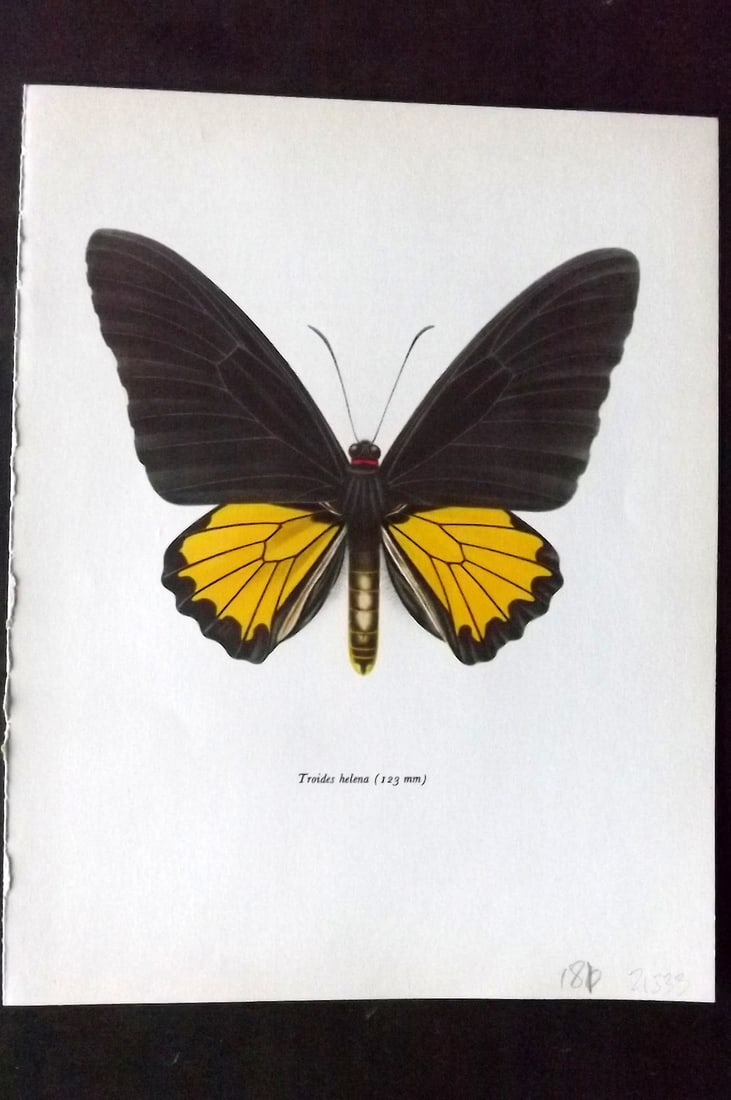 Prochazka, Frantisek 1963 Vintage Butterfly Print. Troides Helena: Vintage Offset Lithograph Published 1963, London for "Beautiful Butterflies" by J. Moucha. Illustrated by Frantisek Prochazka. Descriptive text to verso, but this relates to the adjacent plate. On nic