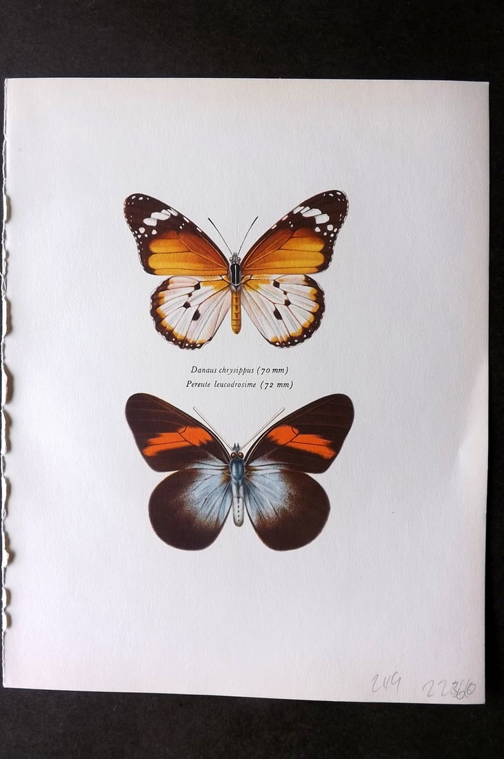 Prochazka, Frantisek 1964 Butterfly Print. Golden Danaid, Pereute Leucodrosime Kollar (1 of 1)