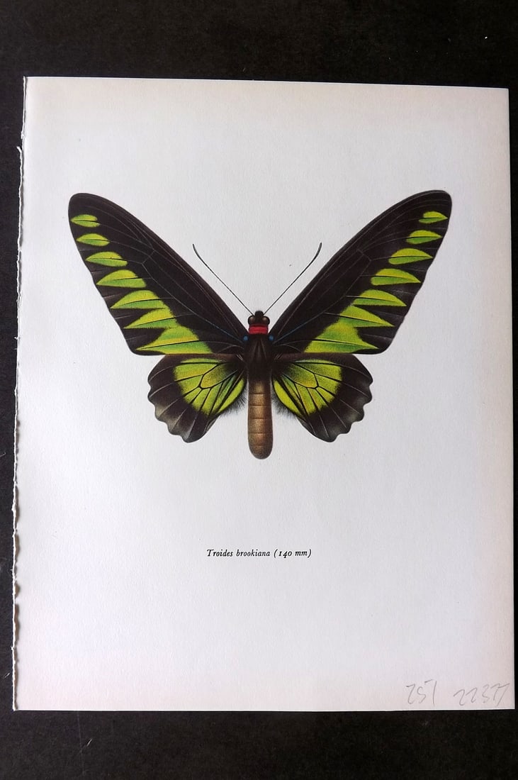 Prochazka, Frantisek 1964 Vintage Butterfly Print. Rajah Brook's Birdwing: Vintage Offset Lithograph Published 1964, London for "Beautiful Butterflies" by J. Moucha. Illustrated by Frantisek Prochazka. Descriptive text to verso, but this relates to the adjacent plate. On nic