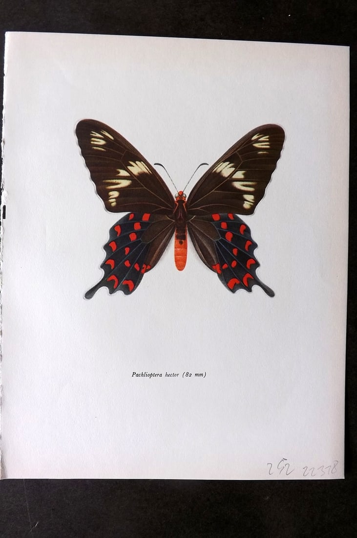 Prochazka, Frantisek 1964 Vintage Butterfly Print. Crimson Rose: Vintage Offset Lithograph Published 1964, London for "Beautiful Butterflies" by J. Moucha. Illustrated by Frantisek Prochazka. Descriptive text to verso, but this relates to the adjacent plate. On nic