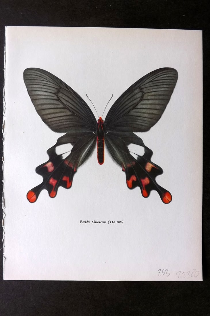 Prochazka, Frantisek 1964 Vintage Butterfly Print. Common Windmill: Vintage Offset Lithograph Published 1964, London for "Beautiful Butterflies" by J. Moucha. Illustrated by Frantisek Prochazka. Descriptive text to verso, but this relates to the adjacent plate. On nic
