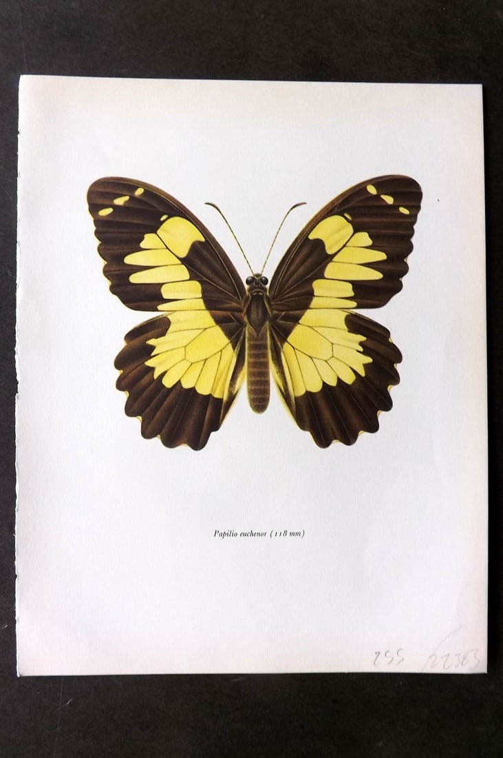 Prochazka, Frantisek 1964 Vintage Butterfly Print. Euchenor Butterfly (1 of 1)