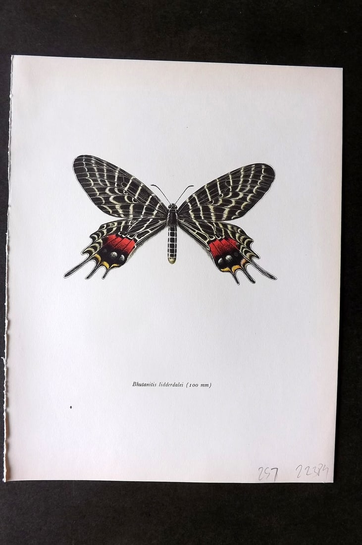 Prochazka, Frantisek 1964 Vintage Butterfly Print. Bhutan Glory (1 of 1)