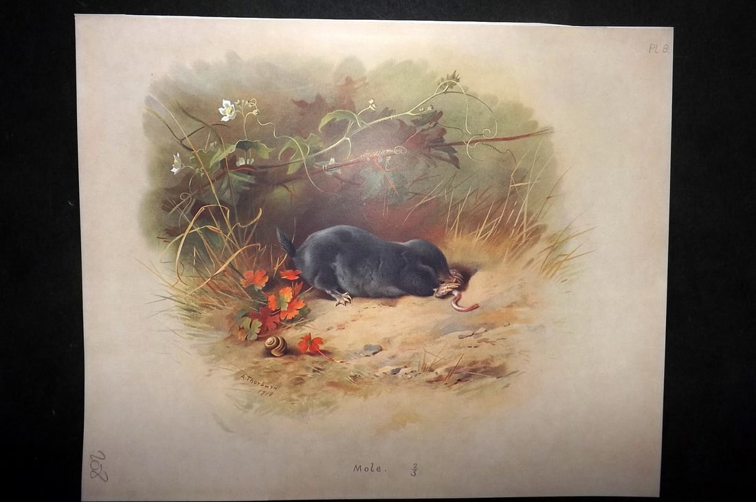 Thorburn, Archibald 1920 Rare Folio Print. Mole 08: Folio Chromolithographs Published 1920-21, London for "British Mammals" by Archibald Thorburn. On Heavy Stock Paper. Rare. This Edition Limited to 500 Copies. Paper Size: 12.5 x 10 inch (32 x 25cm) Go
