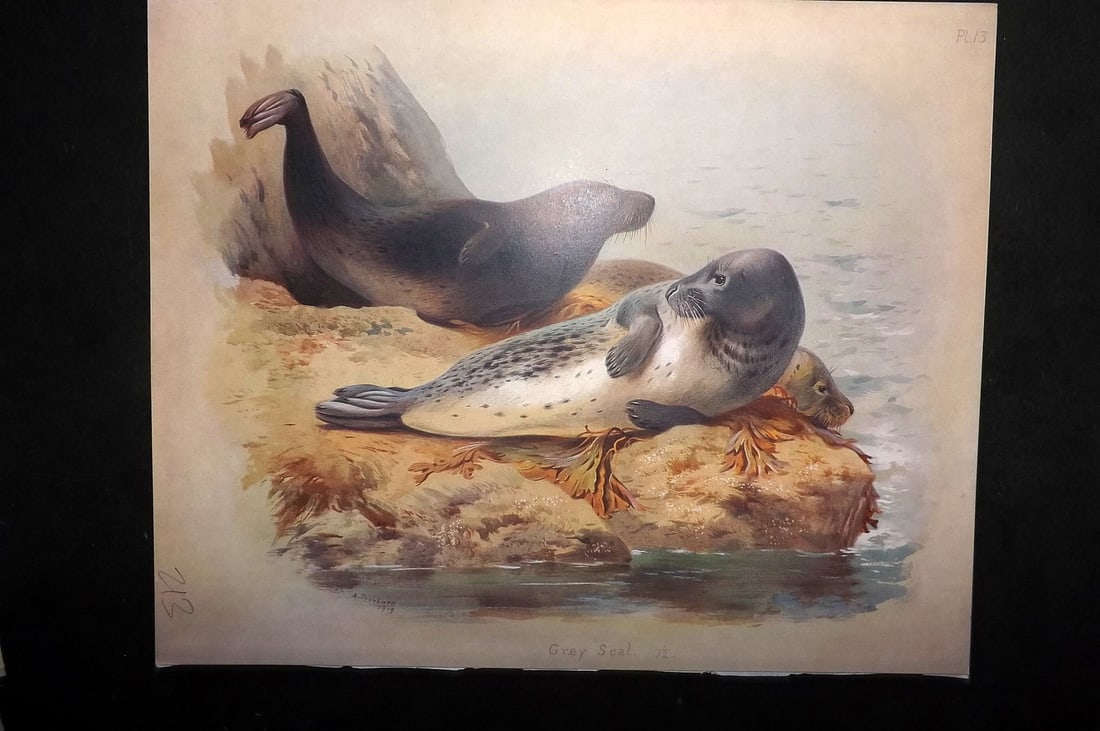 Thorburn, Archibald 1920 Rare Folio Print. Grey Seal 13: Folio Chromolithographs Published 1920-21, London for "British Mammals" by Archibald Thorburn. On Heavy Stock Paper. Rare. This Edition Limited to 500 Copies. Paper Size: 12.5 x 10 inch (32 x 25cm) Go