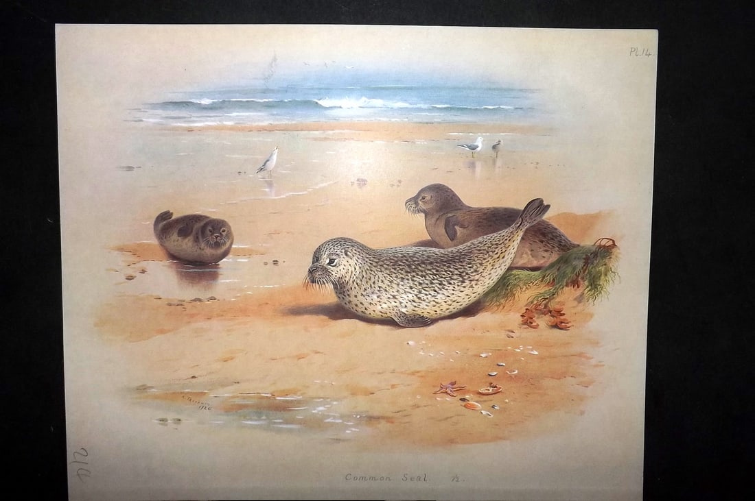 Thorburn, Archibald 1920 Rare Folio Print. Common Seal 14 (1 of 1)