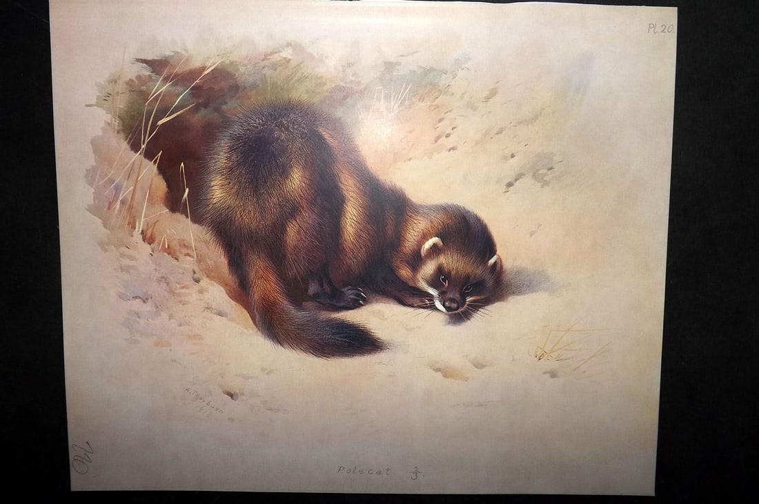 Thorburn, Archibald 1920 Rare Folio Print. Polecat 20: Folio Chromolithographs Published 1920-21, London for "British Mammals" by Archibald Thorburn. On Heavy Stock Paper. Rare. This Edition Limited to 500 Copies. Paper Size: 12.5 x 10 inch (32 x 25cm) Go