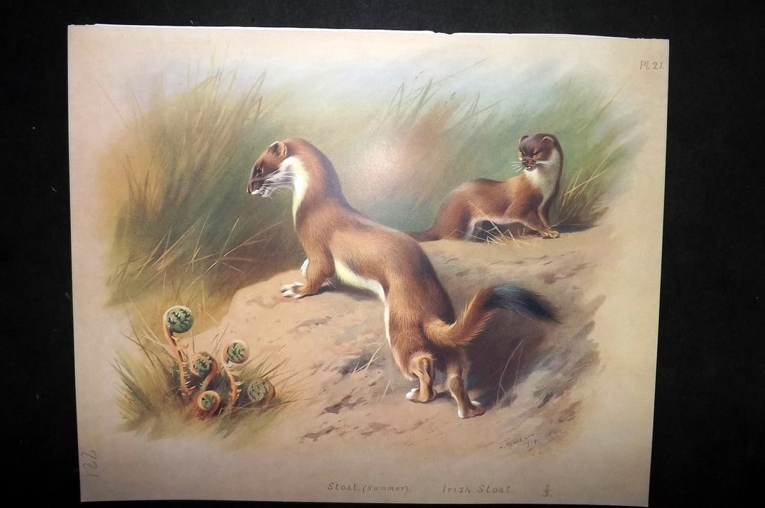 Thorburn, Archibald 1920 Rare Folio Print. Stoat. Irish Stoat 21 (1 of 1)