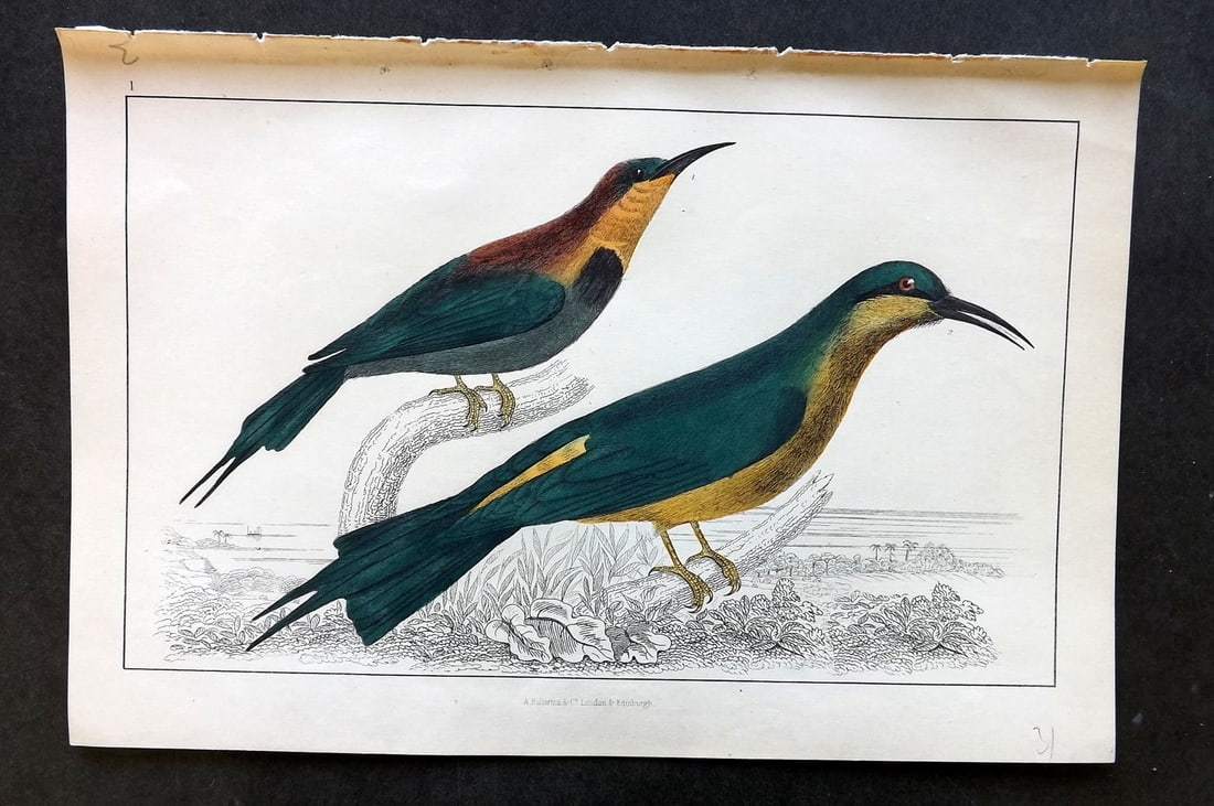 Goldsmith, Oliver C1850 Hand Col Bird Print. Red Winged & Blue Headed Bee Eater 01 (1 of 1)