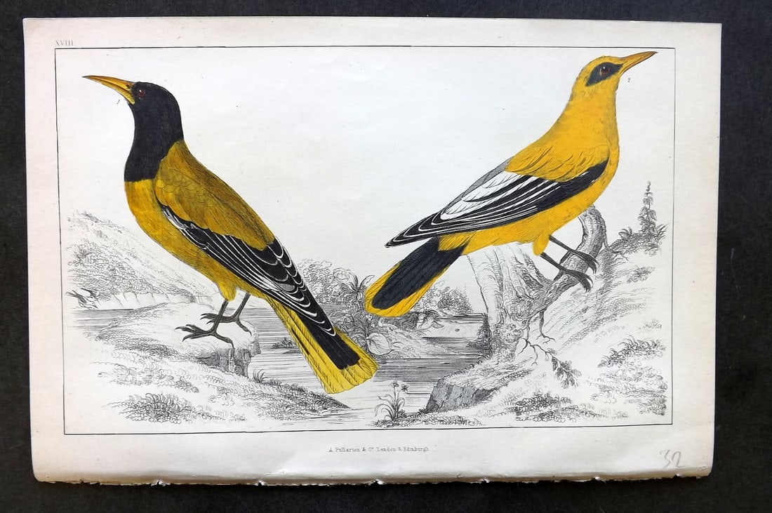 Goldsmith, Oliver C1850 Hand Col Bird Print. Black Headed & Black Cheeked Oriole 18 (1 of 1)