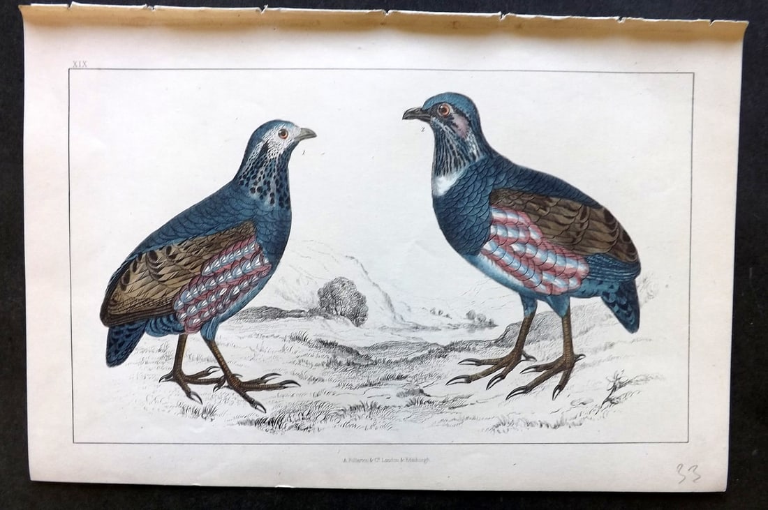 Goldsmith, Oliver C1850 Hand Col Bird Print. Large Footed Partridge 19: Hand Colored Etching/Engraving Published C1850 by A. Fullarton & Co., London for "A History of the Earth and Animated Nature" by Oliver Goldsmith. Paper Size: 10 x 6 inch (25 x 16cm) Good Condition