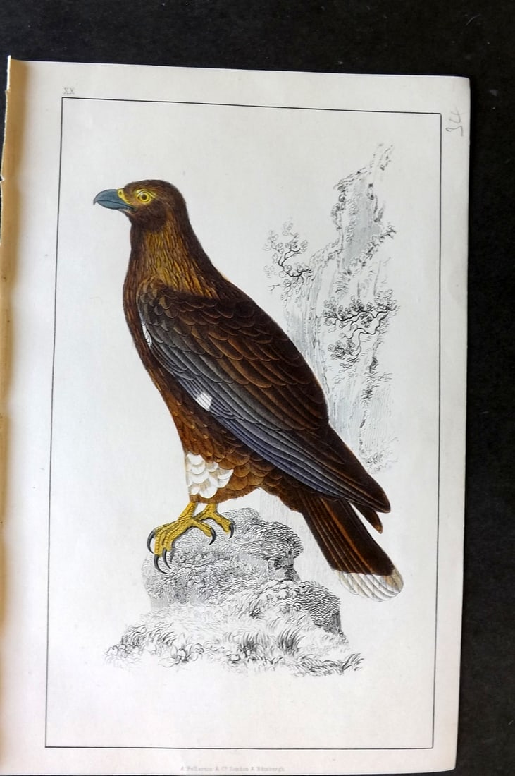 Goldsmith, Oliver C1850 Hand Col Bird Print. New Zealand Caracara 20 (1 of 1)