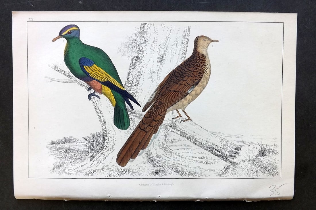 Goldsmith, Oliver C1850 Hand Col Bird Print. Purple Crowned & Red Collared Pigeon 21 (1 of 1)