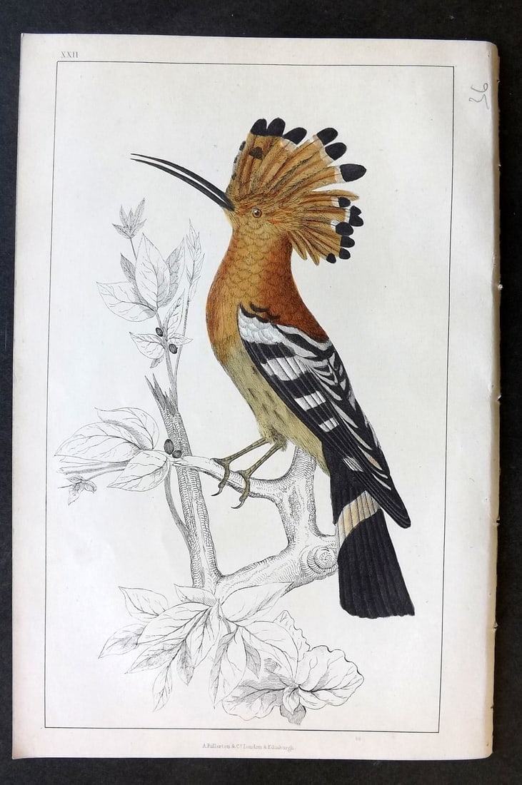 Goldsmith, Oliver C1850 Hand Col Bird Print. Hoopoe 22 (1 of 1)