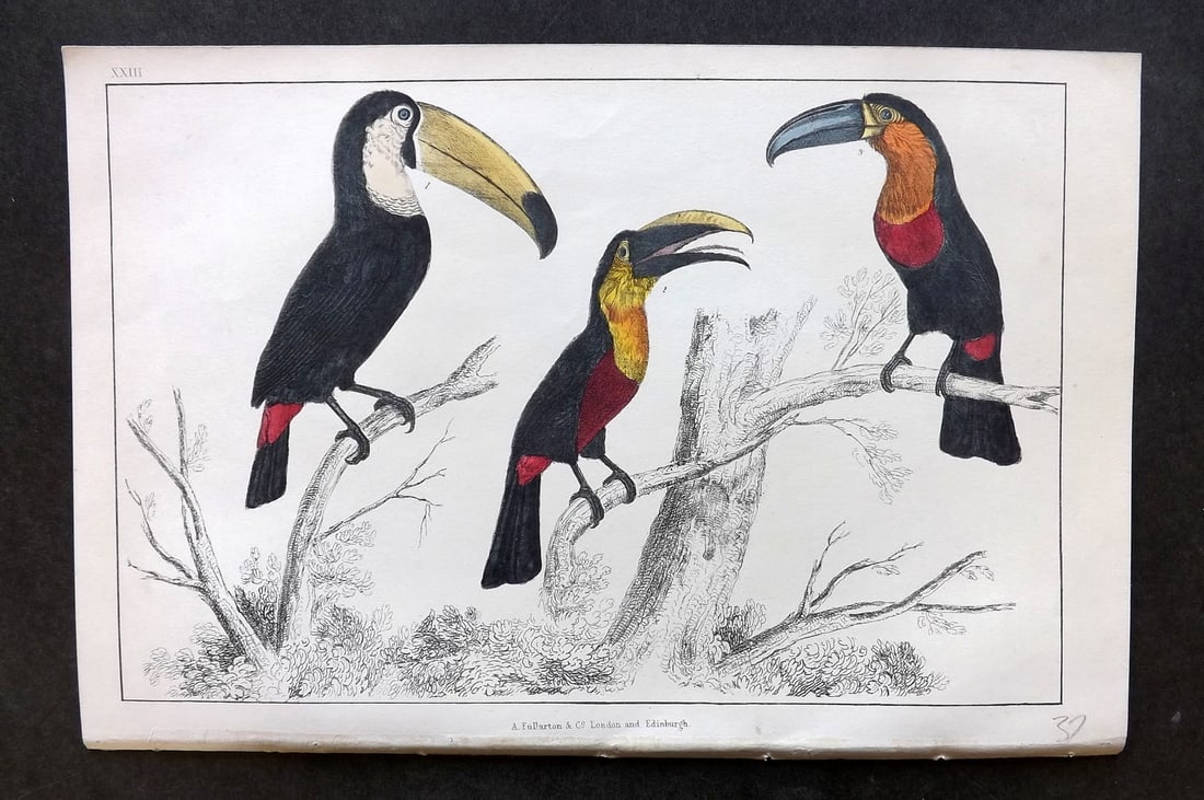 Goldsmith, Oliver C1850 Hand Col Bird Print. Toco, Tocard & Blue Billes Toucans 23 (1 of 1)