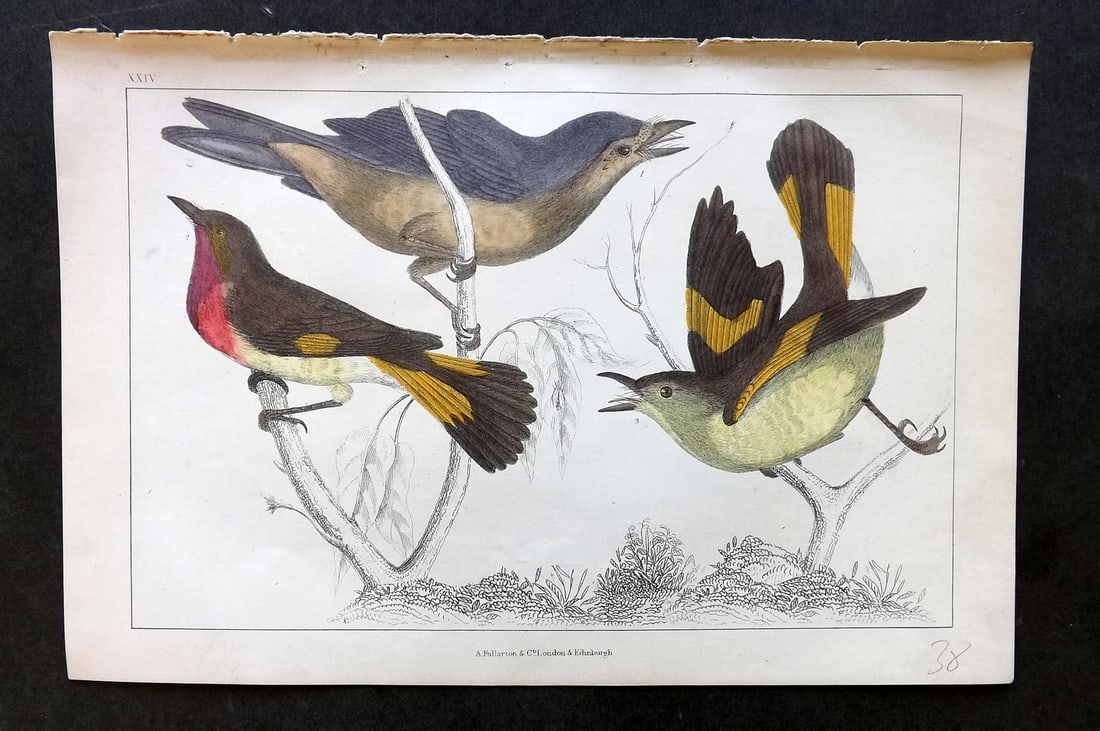 Goldsmith, Oliver C1850 Hand Col Bird Print. Gnat Catchers 24 (1 of 1)
