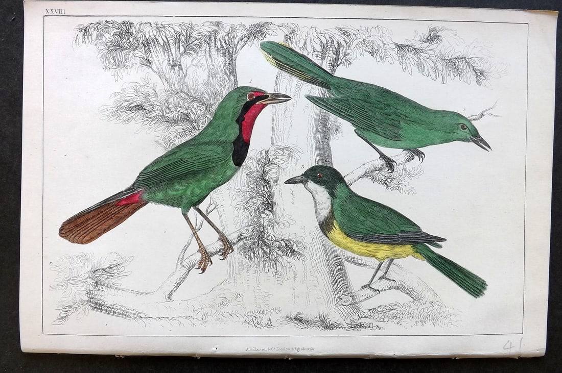 Goldsmith, Oliver C1850 Hand Col Bird Print. Thrush Shrikes 28 (1 of 1)