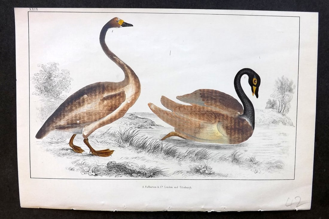 Goldsmith, Oliver C1850 Hand Col Bird Print. Bewick's & Black Necked Swan 29 (1 of 1)