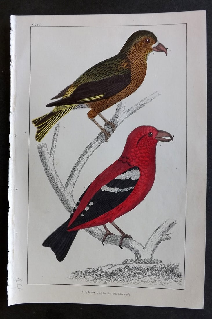 Goldsmith, Oliver C1850 Hand Col Bird Print. American & White Winged Crossbill 34 (1 of 1)